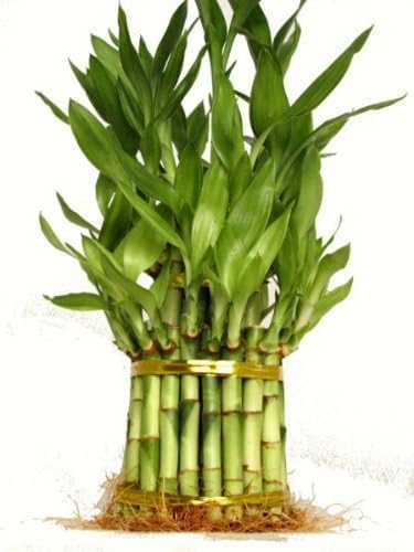 3 Tier Lucky Bamboo (Total +/- 38 Stalks) Comes Built with 4" 6" and 8" Lucky Bamboo