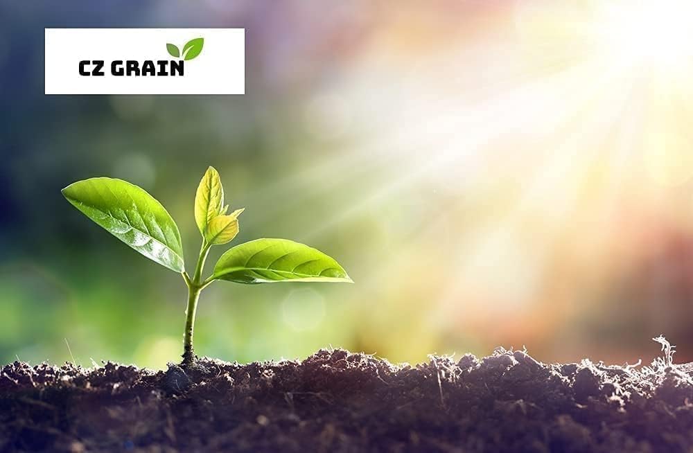 Eucomis 'Autumnalis' – Pineapple Lily Bulbs for Unique Late-Season Blooms - Plant Unique Lilies (3 Bulbs)