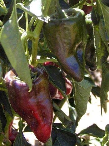 Clovers Garden Poblano Chili Pepper Plants-Two (2) Live Plants – Non-GMO - Not Seeds – Each 4"-8" Tall in 4 Inch Pots - Mild-Heat, 1500 SHU, Great for Drying