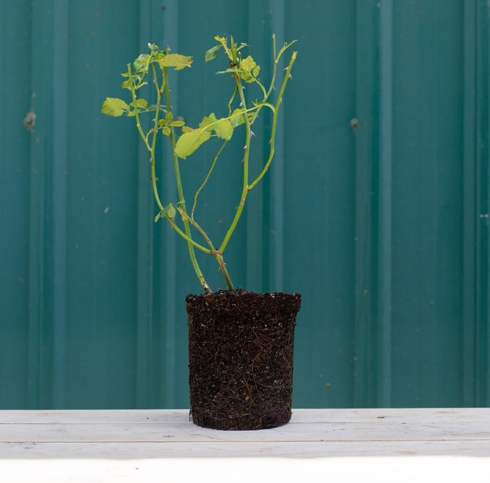Heirloom Roses Rose Plant - Black Lady™ Red Rose Bush, Hybrid Tea Live Plant for Planting Outdoors