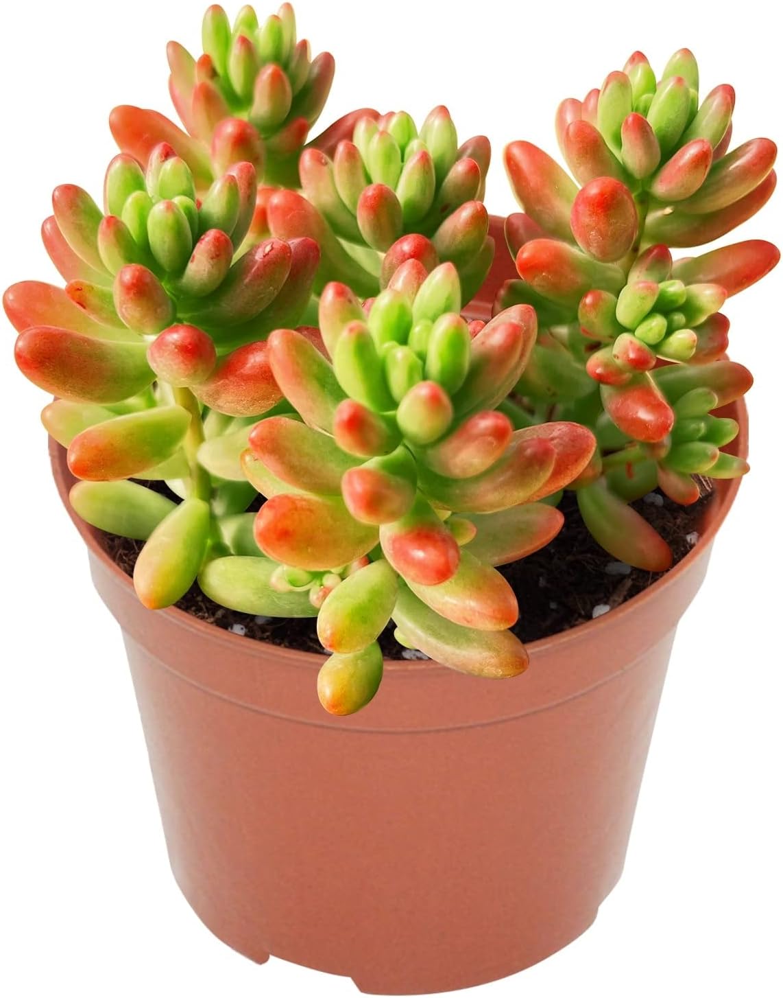 4-inch Succulent Sedum Rubrotinctum Roseum, Live Succulents Plants Fully Rooted in Pots with Soil, Easy-Care House Plants for DIY, Home Office Decoration