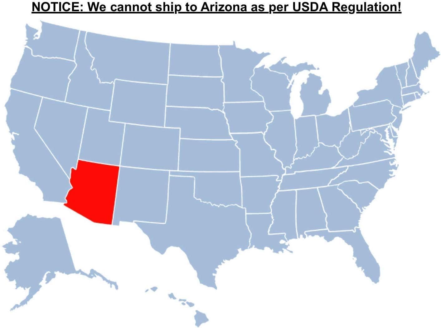 Brighter Blooms - Thuja Green Giant, 1-2 Feet - Live Plant - No Shipping to AK, AZ, HI, OR