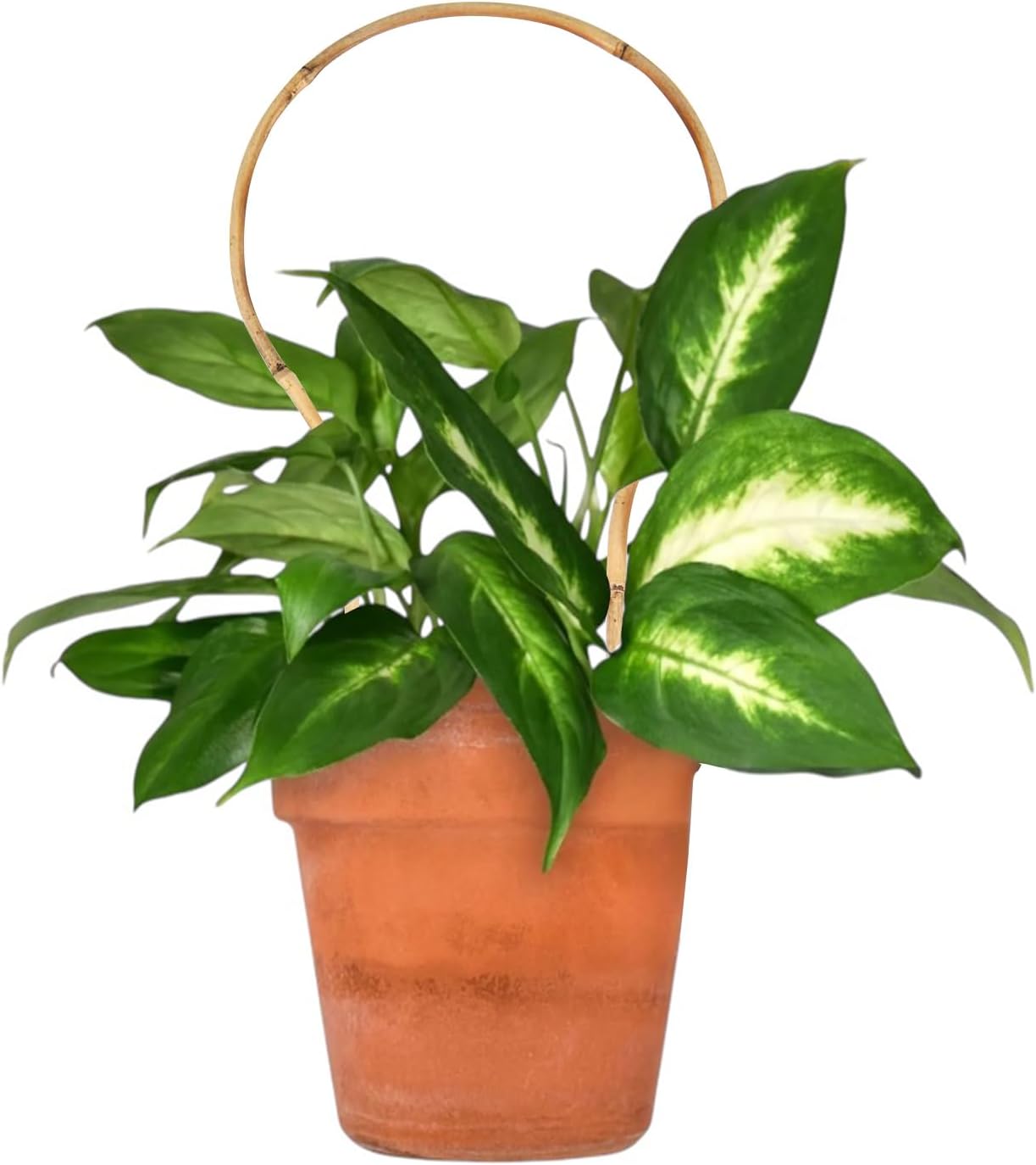 6 Pack Bamboo Trellis Round-Shaped for Potted Plant, 16 Inch Plant Support Stake for Climbing Vines, Decorative Hoop Stake for Potted Hoya