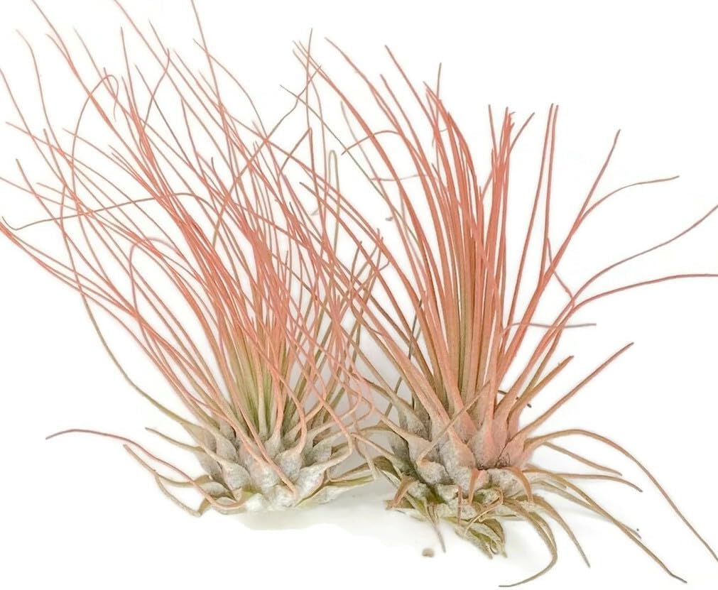 Thin Air Plant, Guatemala Tillandsia Live Airplant, Healthy Arrival Guaranteed, Great Indoor Plant, Home Decor & Gift (2 Peach)