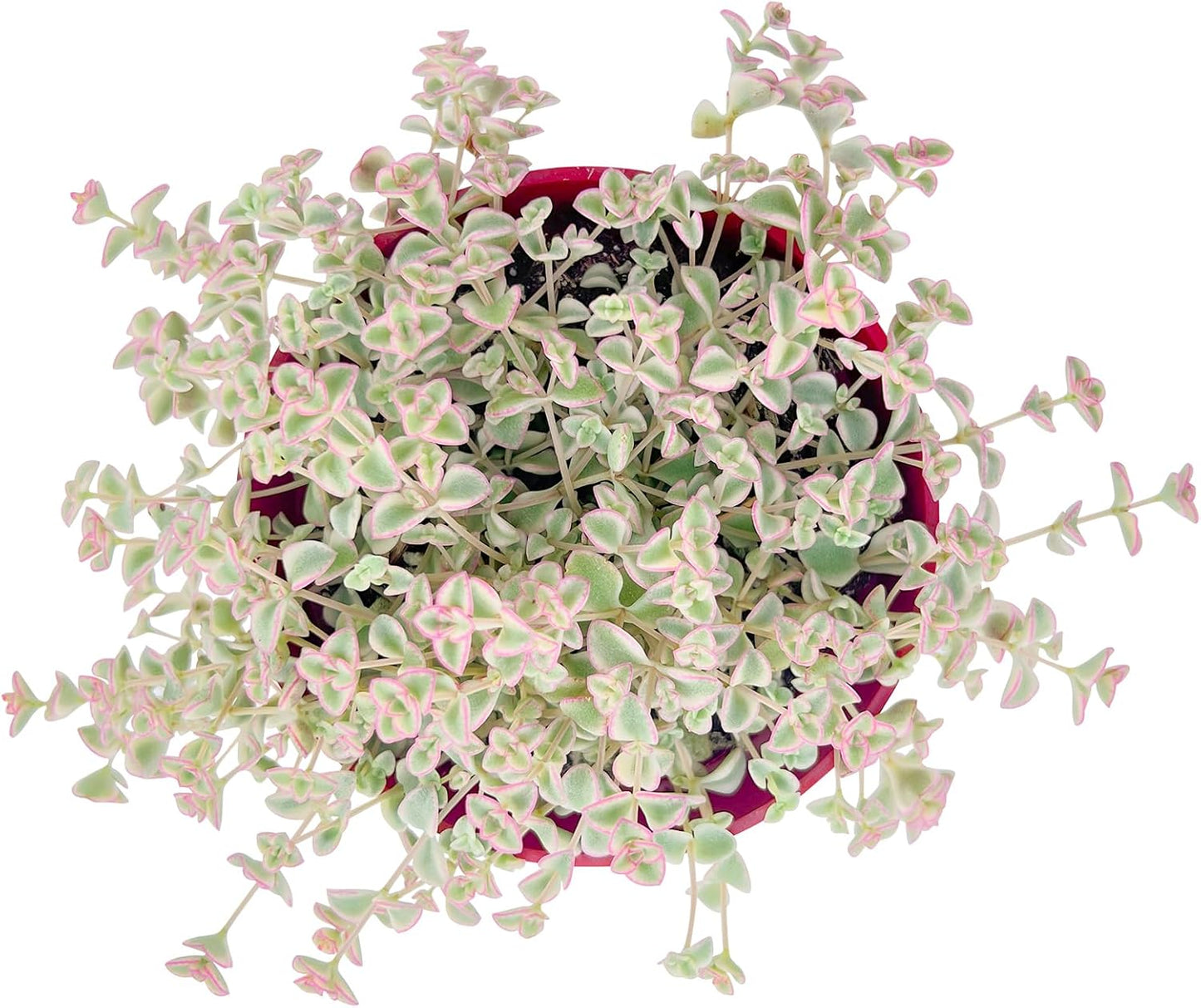 Live Succulent Plants Sedum Little Missy Variegated, Easy Care Potted Succulents, Approx 4" D x 4" H, Indoor Houseplant, Unique Gifts, Home Office Décor