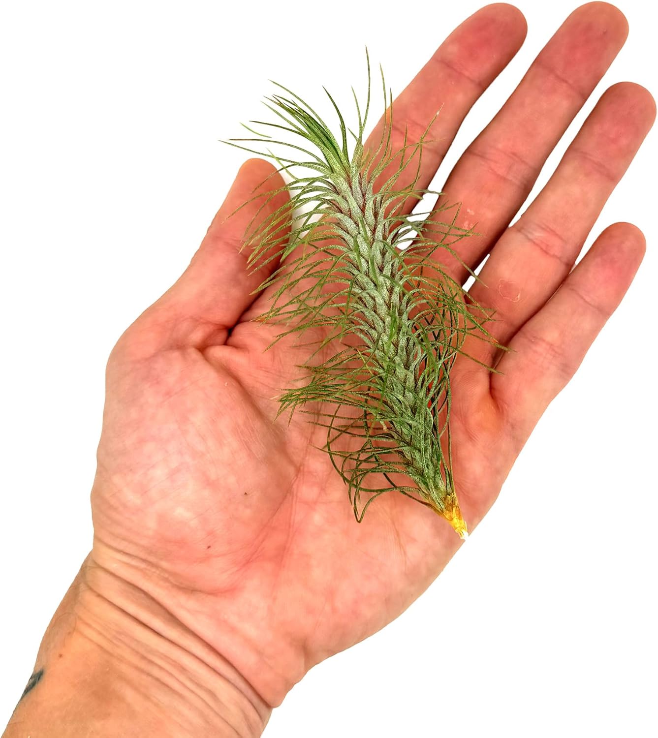 Air Plants - Colombian Tillandsia Funckiana, Large 5" - 2ct - Live Arrival Guaranteed - House Plants for Home Decor & Gift