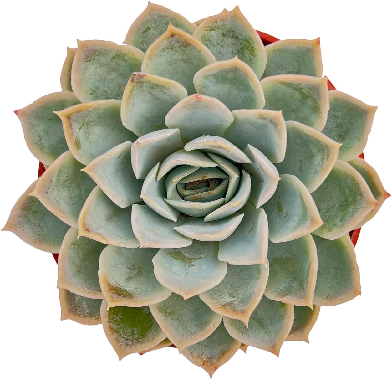 Live Succulent Plants Echeveria 'Joselrin', Easy Care Potted Succulents, Approx 4" D x 5" H, Indoor Houseplant, Unique Gifts, Home Office Décor
