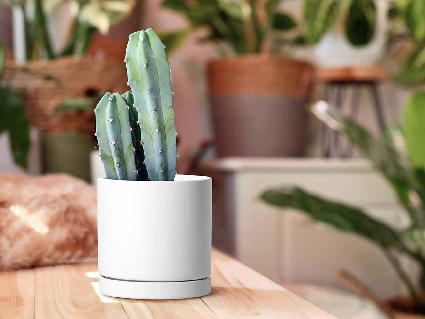 D'vine Dev White Terracotta Pots for Plants, 4.2 Inch 5.3 Inch 6.5 Inch, Succulent Planter Pot with Drainage and Saucer, 40-T-A-1