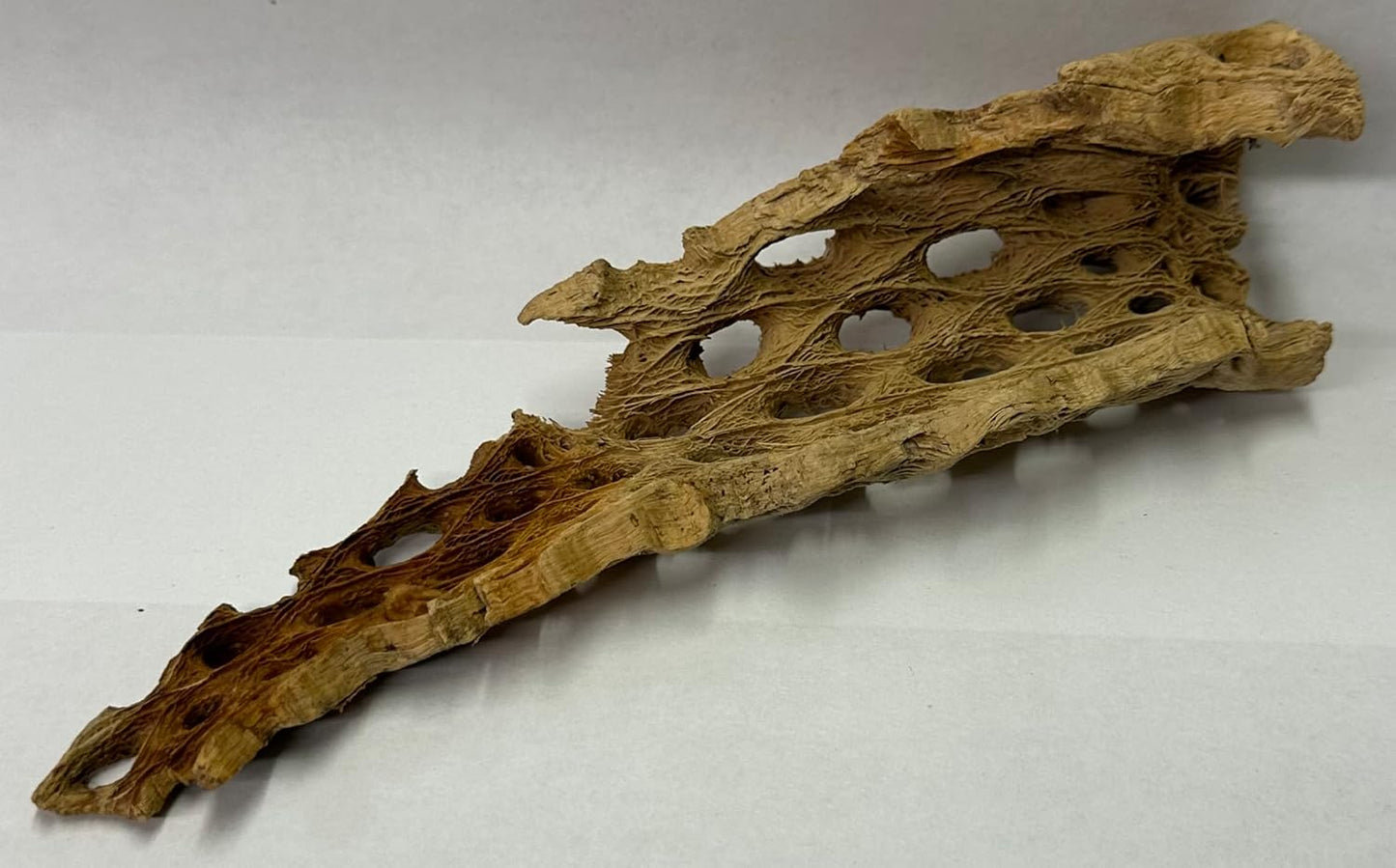 Natural Cholla Wood Chunk Air Plant Display Holders Individually Unique Decorative Stands Holder (Cholla Chunk)