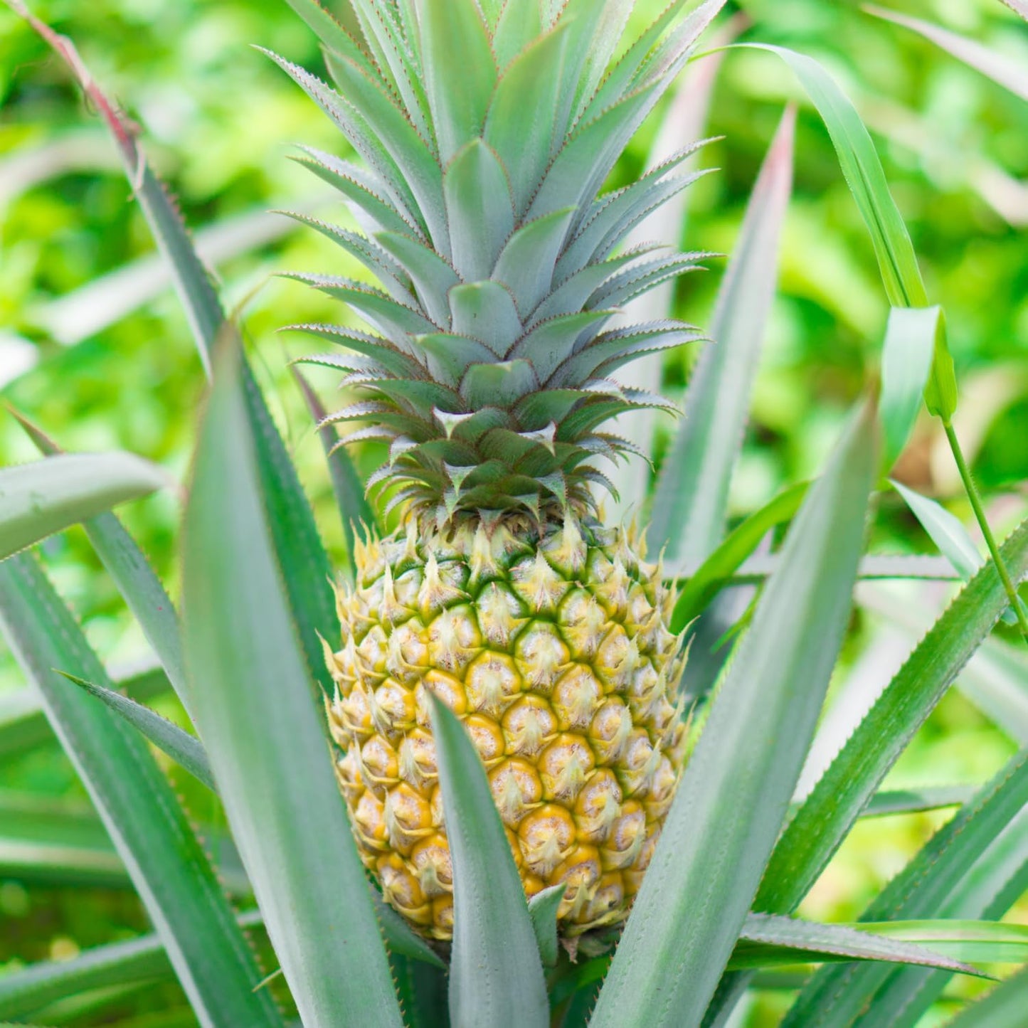 2 Sugarloaf Pineapple Plants Live, 5-9 Inc Tall, Pineapple Fruit Trees Live Plants, Pineapple Seedlings