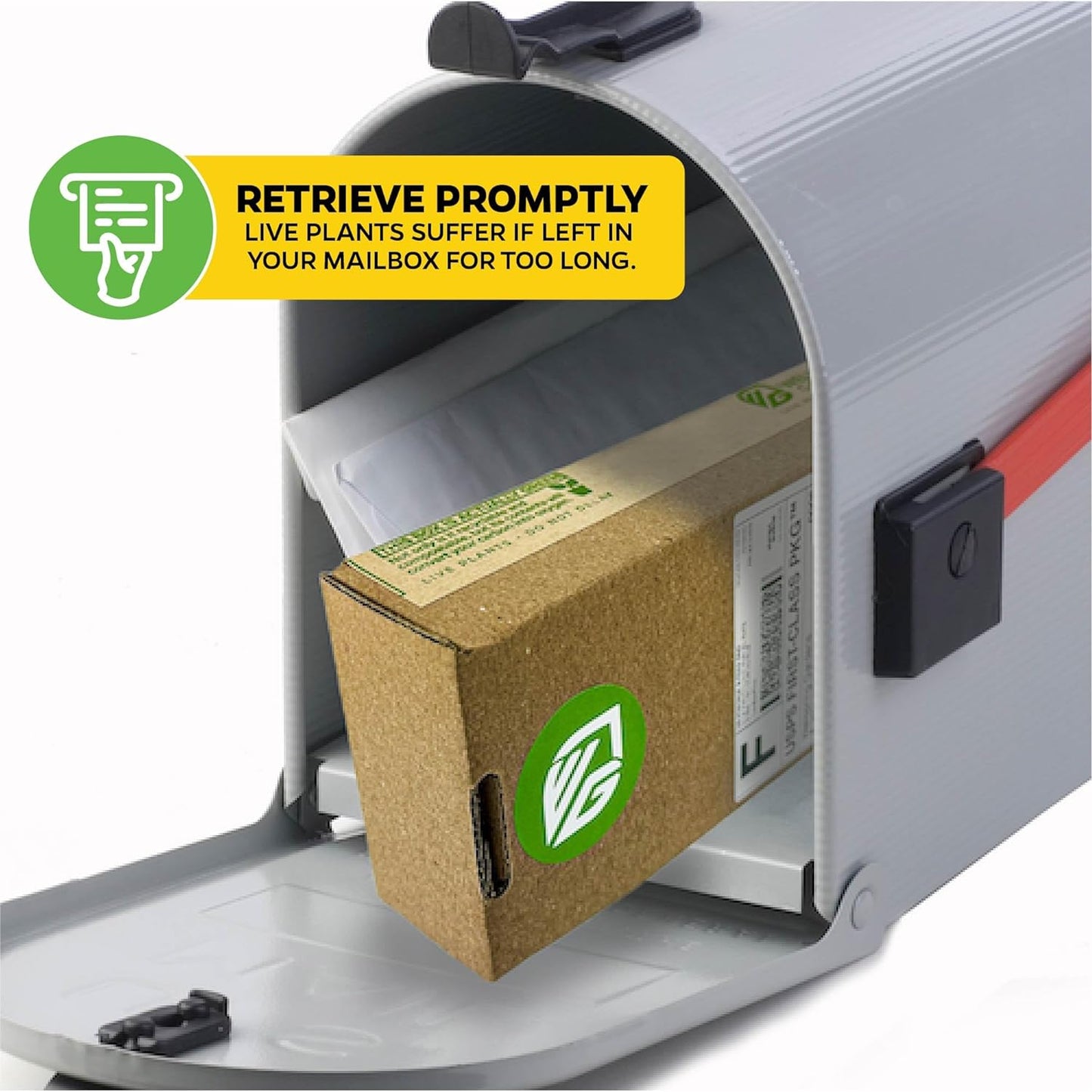 St. Gaya Pitcher Plant - Carnivorous Nepenthes by Wellspring Gardens - Unique Pitchers, Easy-Care, Indoor Plant, Striking Housplant - Fascinating Carnivorous - Starter Plant Aquatic Plant