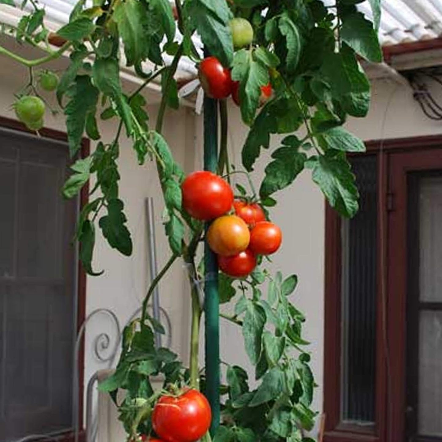 Xiny Tool Garden Stakes, 25 Pack 4 Ft Steel Plant Garden Tomato Stakes with Plastic Coat for Climbing Plants (25 Pack 48 Inch)