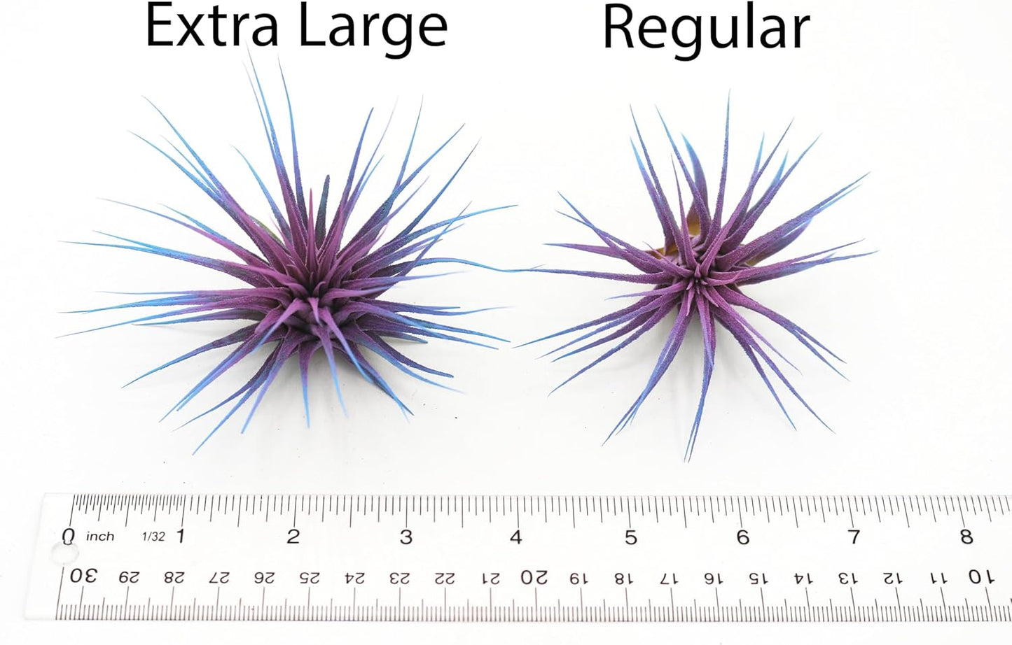 Live Extra Large Tillandsia Ionantha Guatemala Colorful Air Plant 3+ inch Enhanced Color Easy Care Indoor Outdoor Home Decor Gift Airplant by Awesome Industries (Lavender XL)