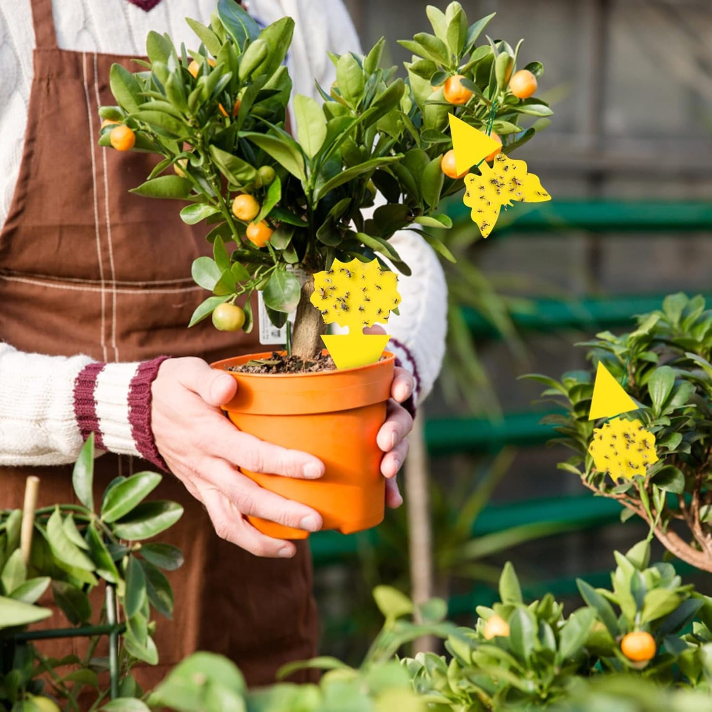 60 Pack Fruit Fly Trap, Fungus Gnat Trap Killer Protect Plants Indoor Outdoor, Double Sided Yellow Bug Sticky Traps for Fungus Gnat, Fruit Fly and Other Insects