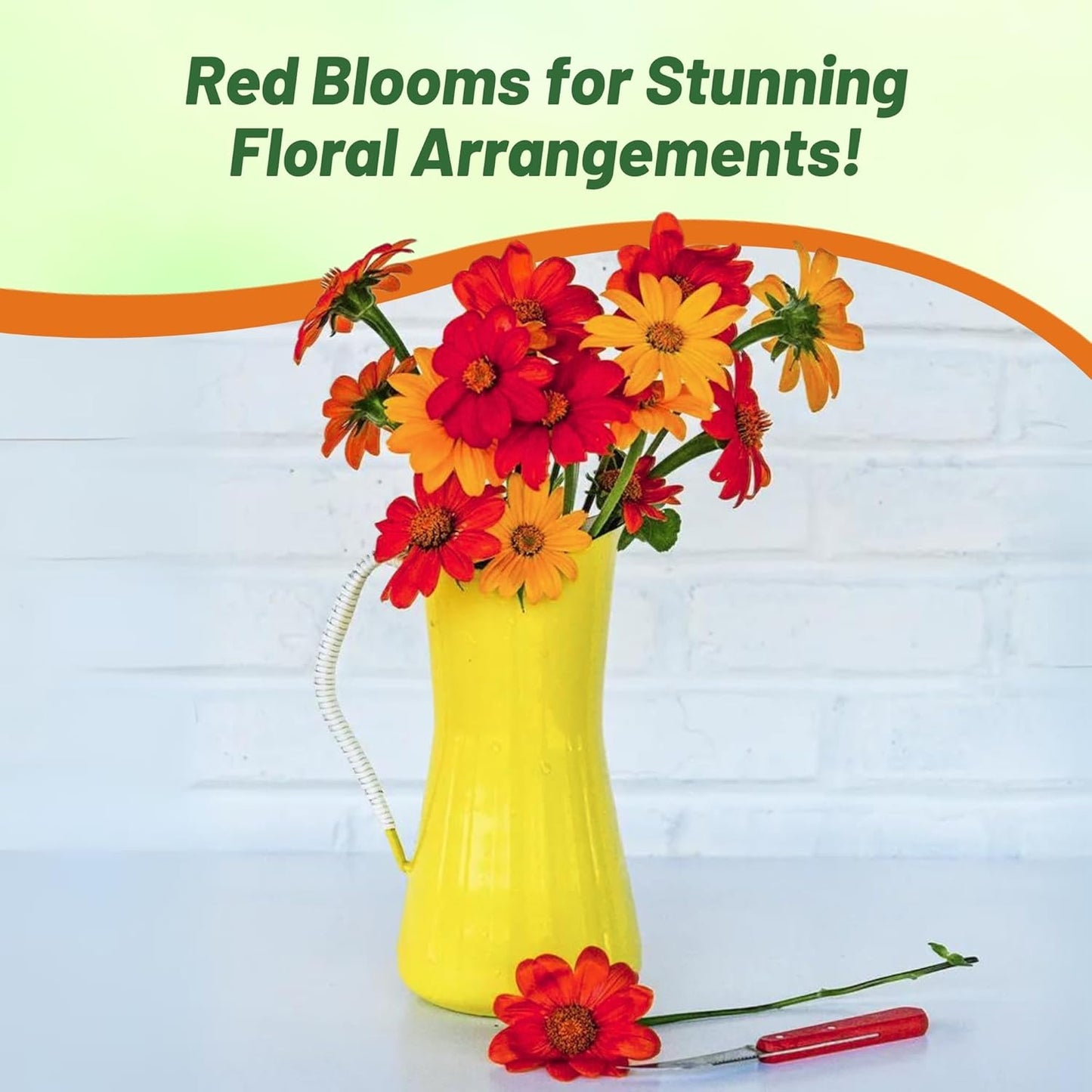 Outsidepride Red Torch Mexican Sunflower Seeds - 2000 Seeds Annual Tithonia, Fast-Growing, Heat & Drought-Tolerant Flower Seeds for Pollinator Gardens, Landscapes, & Flower Arrangements (AAS Winner)