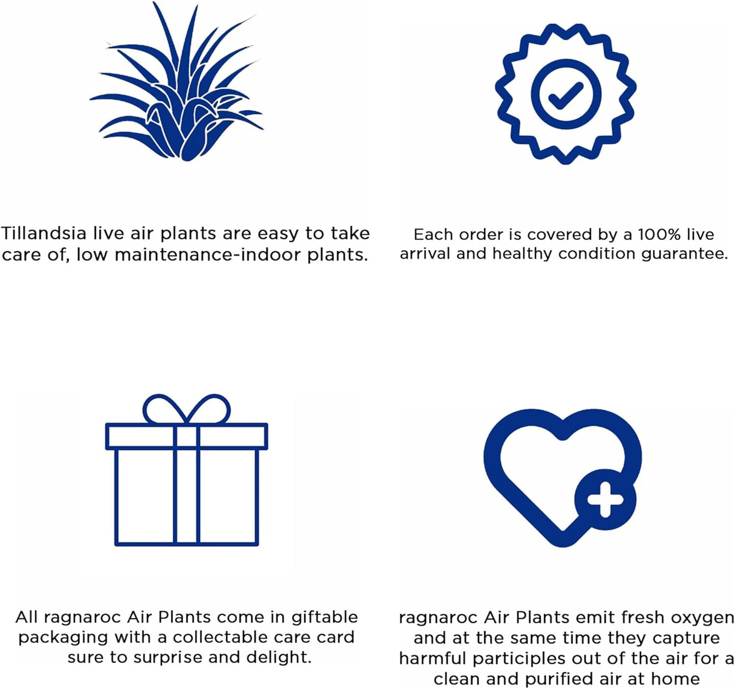 Air Plants - Loki Gift Box - 9ct - Live Arrival Guaranteed - House Plants for Home Decor & Gift