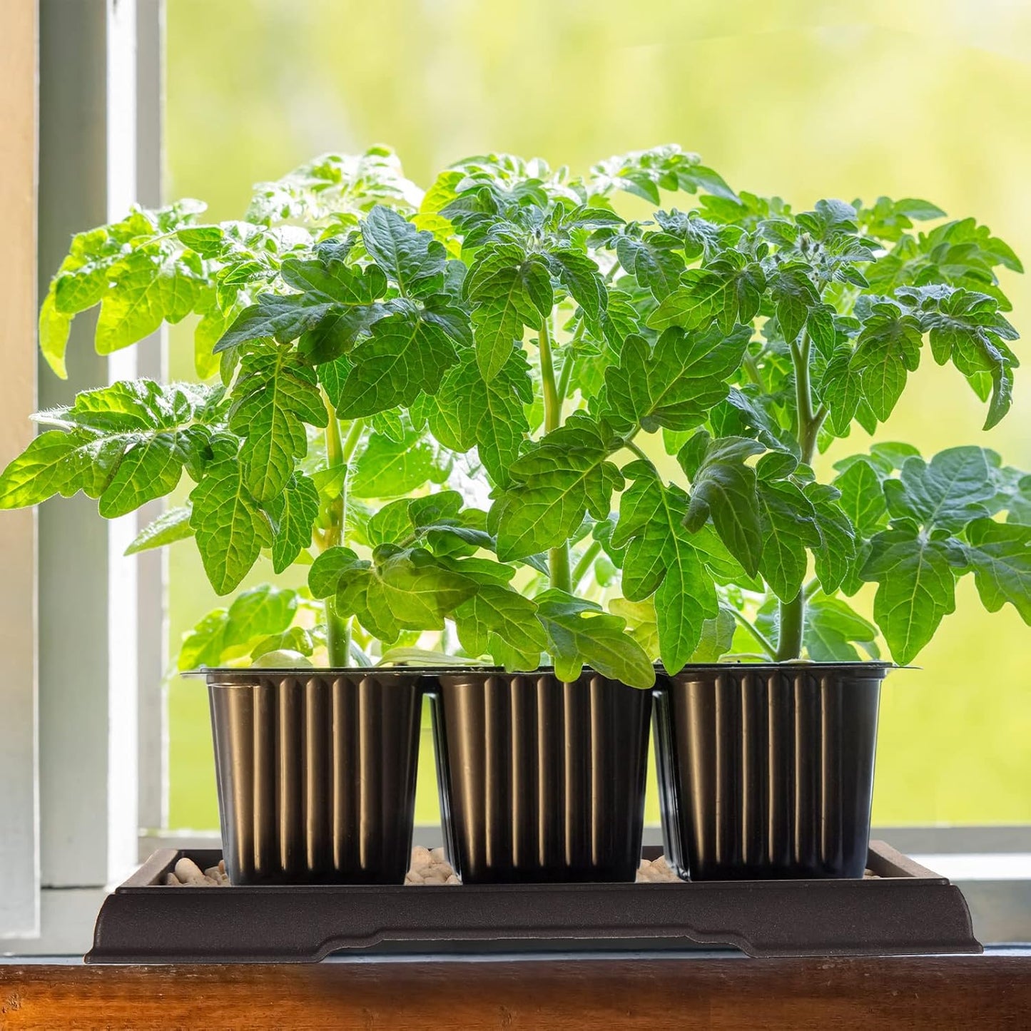 Pinkunn 2 Pcs Bonsai Humidity Tray Drip Tray Plastic Plant Water Catcher Plant Saucers for Indoors and Outdoors Cactus,Succulents,Bonsai Tree,Stone Not Included (7.8 x 5.5 Inch)