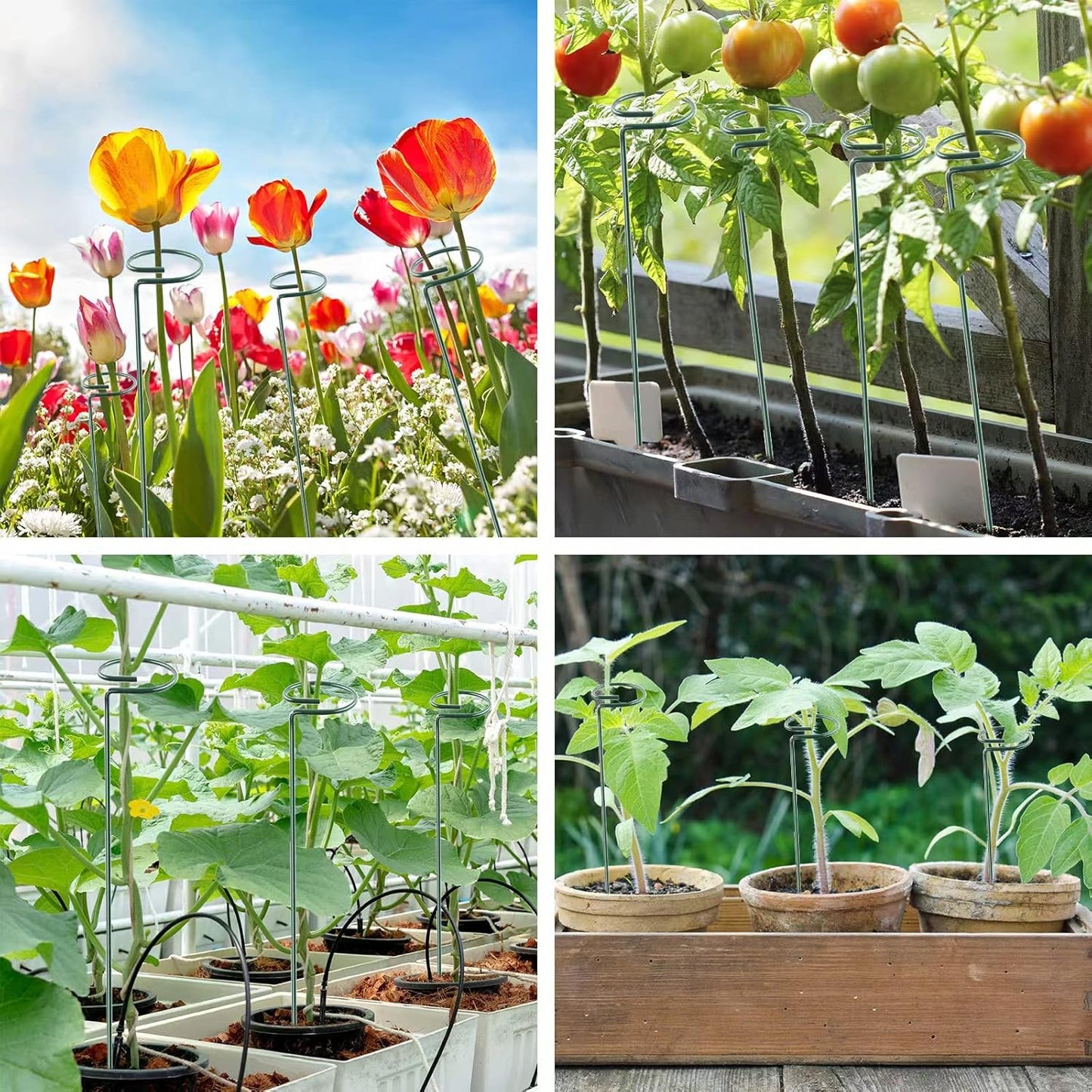 20 Pack 16 Inch Plant Support Stakes, Metal Single stemmed Flower Support Hoops,Garden Plant Stakes Plant Prop for Amaryllis Orchid Lily Rose Peony Tomatoes Gladiolus