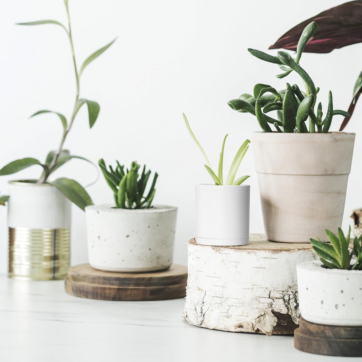 D'vine Dev 24 Pack 2 Inch Mini Plastic Plant Pots, Small Garden Planters for Plant with Drainage Holes and Saucers, White Color, 74-Z-A-6