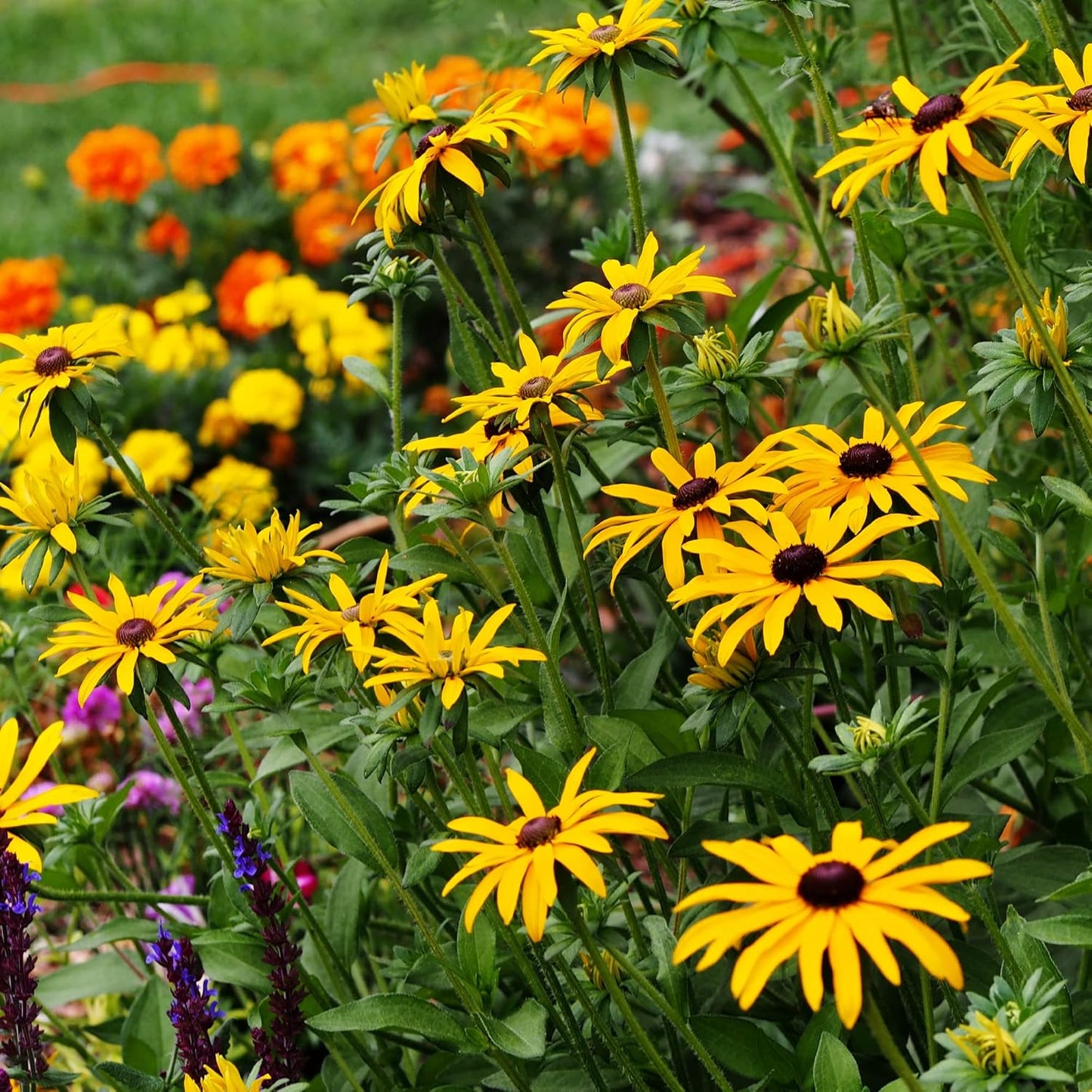 All Annual Wildflower Seeds Mix – 4 Oz, 4,000+ Seeds – 21 Varieties Including California Poppy, Indian Blanket, Scarlet Flax – Bulk Pollinator Wildflower Seed for Planting