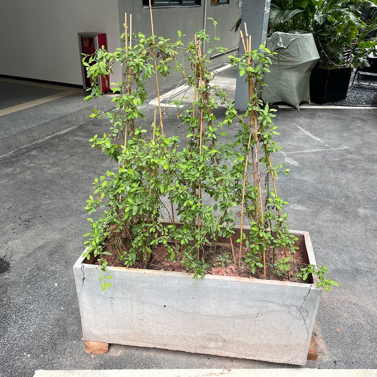 Plant Stakes,12 Inches Natural Garden Bamboo Sticks,BOVITRO 20Pcs Plant Support Stakes for Tomatoes,Beans,Vegetable and Potted Plants