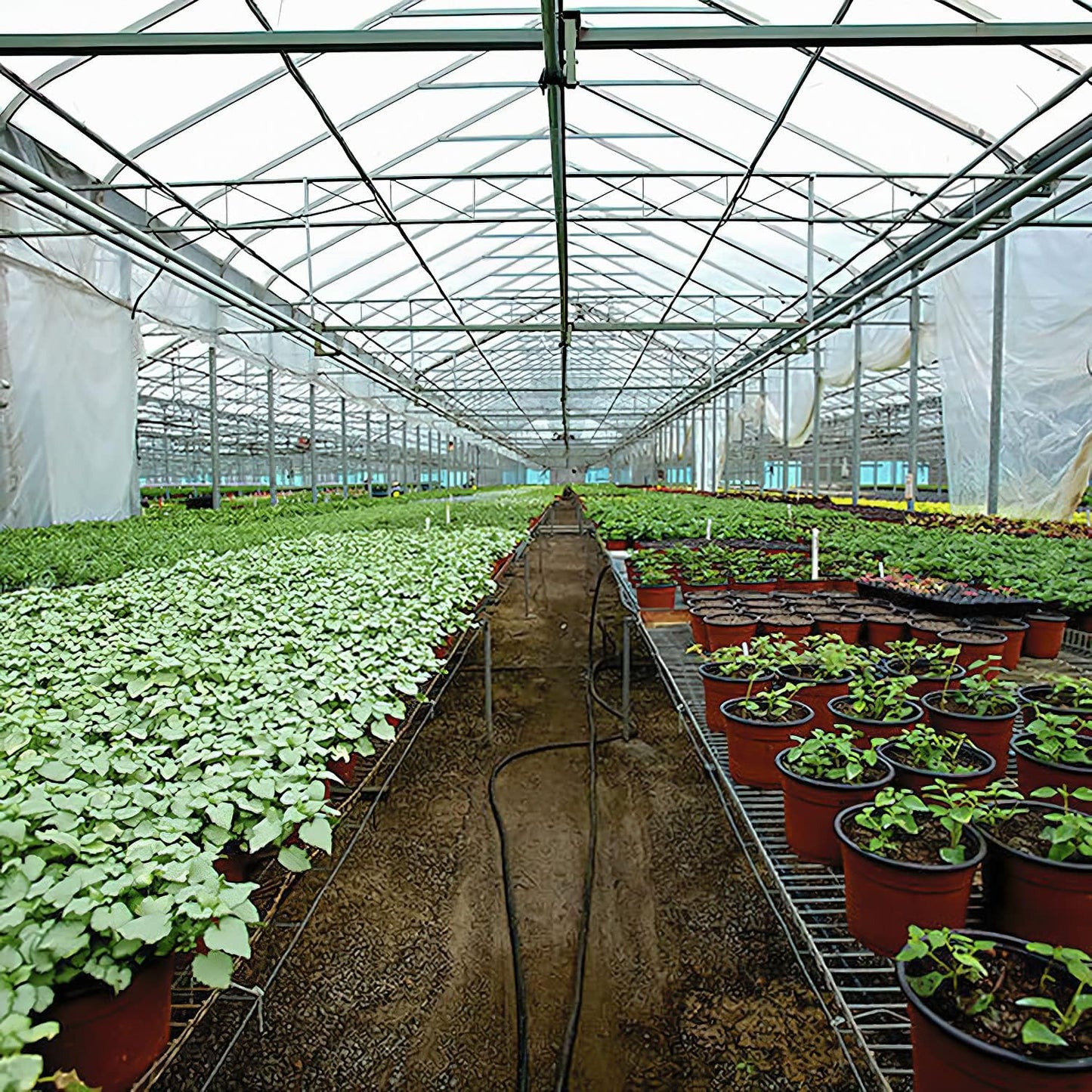 Greenhouse Plastic Sheeting 12x25 ft, 6 mil Thickness Replacement Cover, UV Resistant