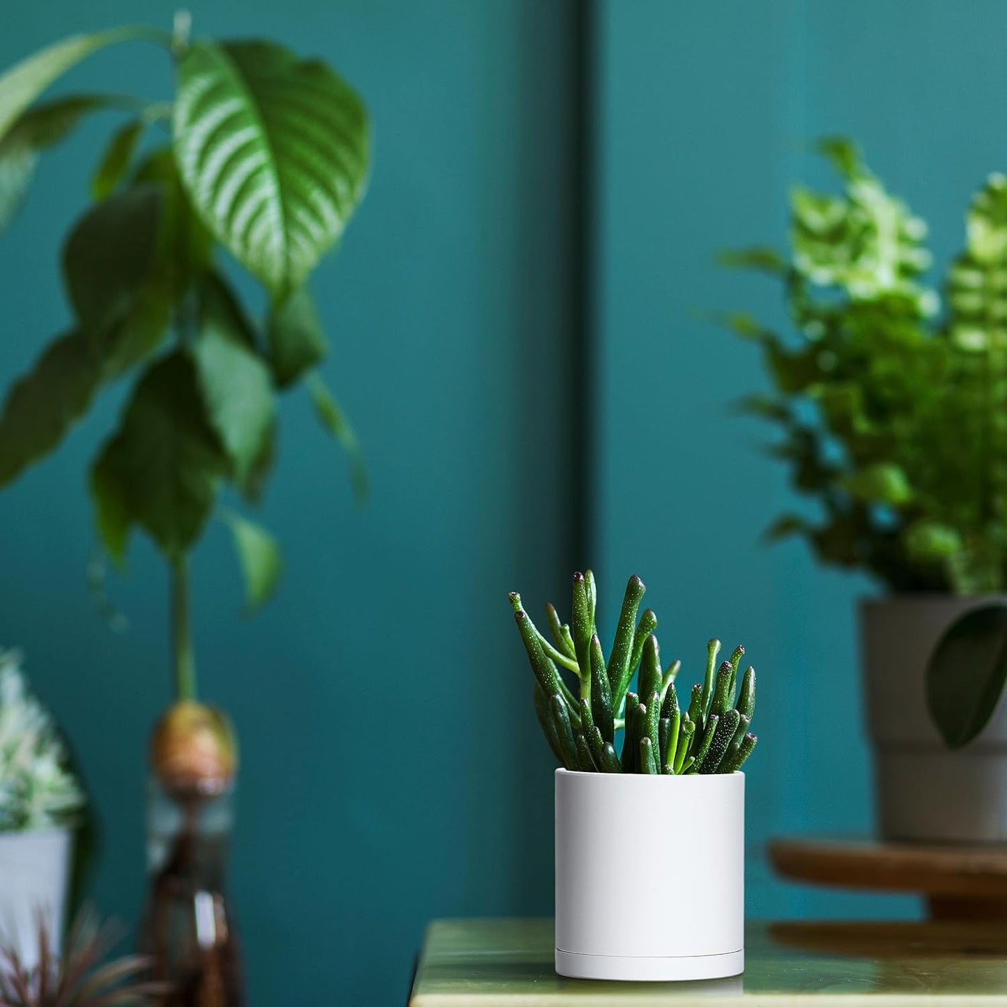 D'vine Dev 12 Pack 3.5 Inch Mini Plastic Plant Pots, Small Garden Planters for Plant with Drainage Holes and Saucers, White Color, 74-Z-D-4