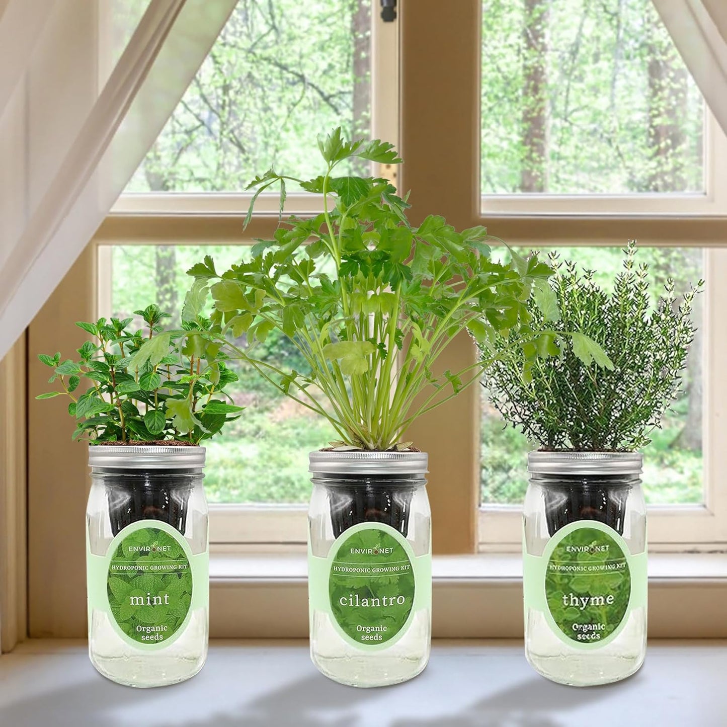 Hydroponic Growing Kit Set, Self-Watering Mason Jar Herb Garden Starter Kit Indoor, Window Herb Garden, Grow Your Own Herbs from Organic Seeds (Mint, Cilantro and Thyme)