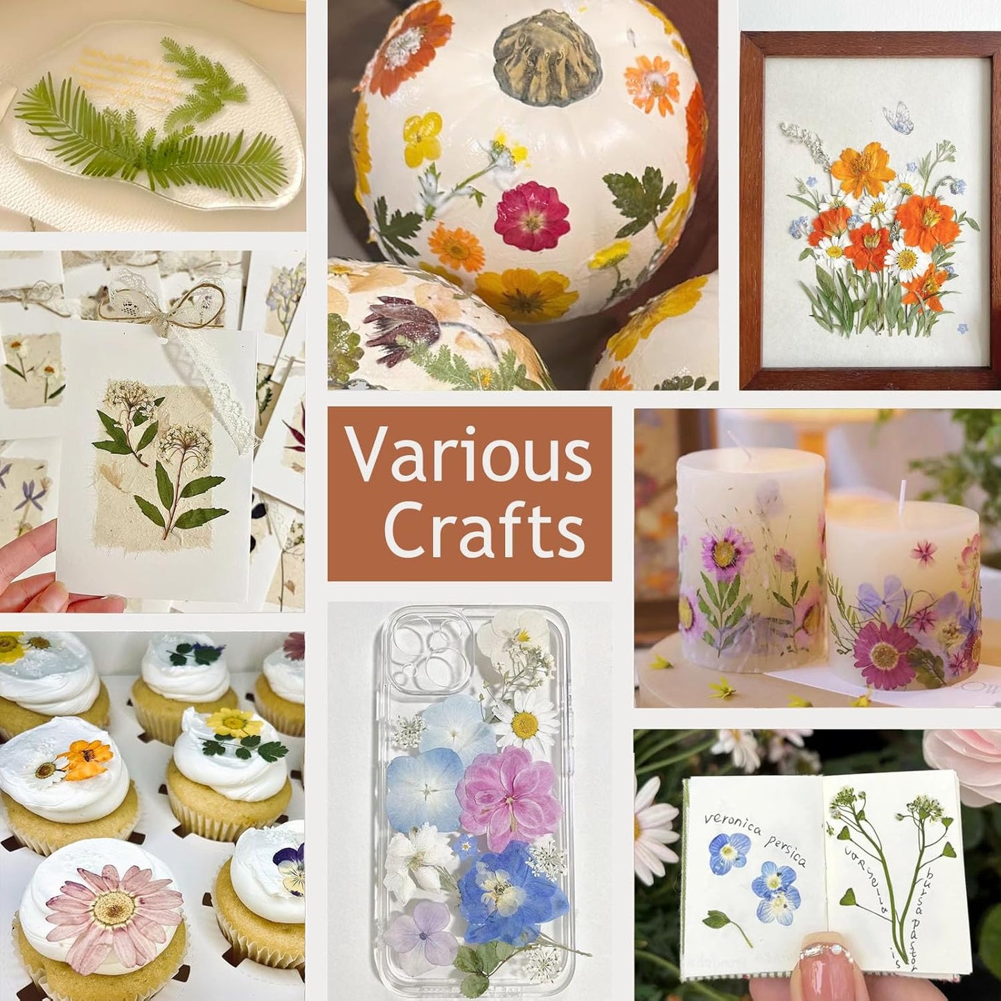 48 Pcs Mix Natural Dried Pressed Flowers for Cake Decorating, Real Dry Flower for Resin Jewelry Making, DIY Art Crafts - Muticolor