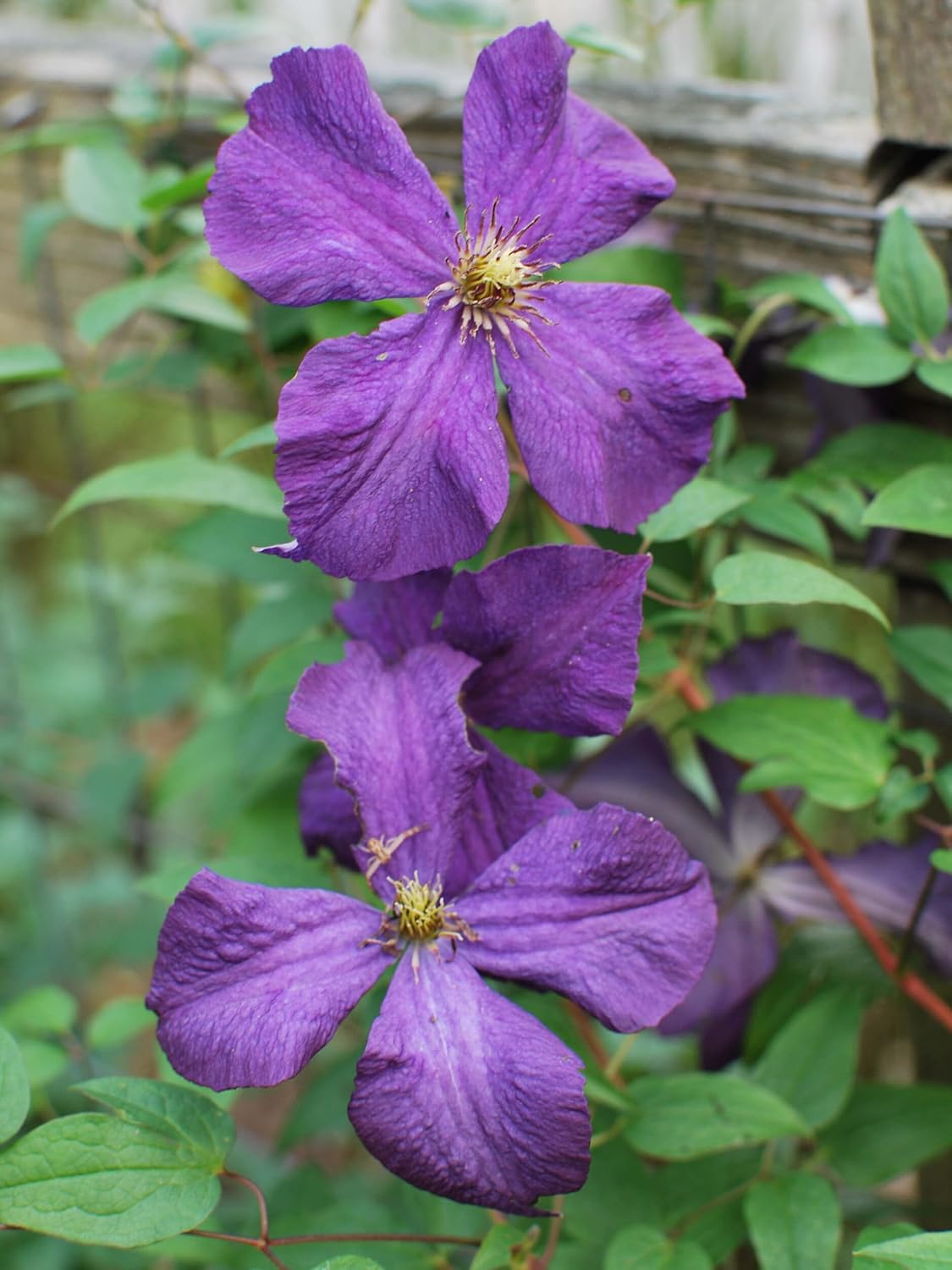Perennial Farm Clematis 'Polish Spirit' Hybrid – Live Flowering Vine in 4 Quart Container, Abundant Purple-Blue Blooms, Vigorous Grower, Long Blooming, Ideal for Trellises, Fences & Garden Arches