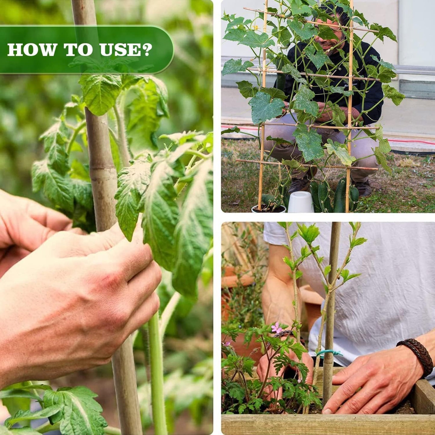 1" D 8 Feet Bamboo Stakes 50 Pack, Thicker Heavy-Duty Plant Stakes, Natural Garden Stakes for Bean, Tomato, Bean, Flowers,Trees Potted and Climbing Plant Support