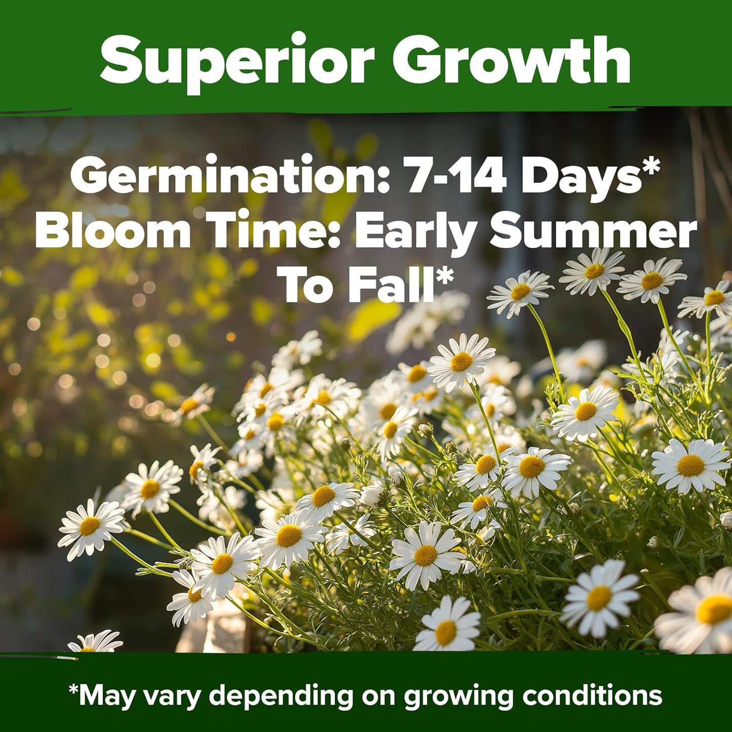 HOME GROWN π¨π¦π π£π₯ππ ππ¨π German Chamomile Seed Pack β 2,280 π‘π’π‘-ππ π’ Heirloom Seeds for Planting for Sustainable Gardens and Soothing Medicinal Herbal Teas (Matricaria chamomilla)
