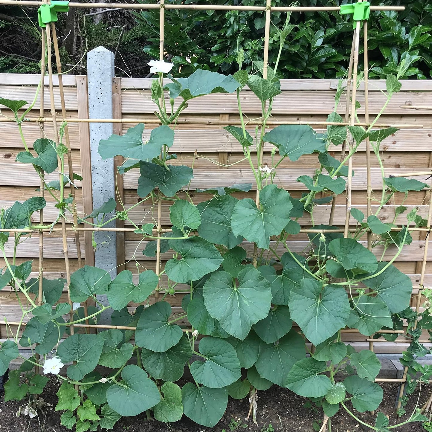 Plant Stakes 3FT, Natural Bamboo Stakes, HAINANSTRY 25Pcs Sturdy Bamboo Garden Stakes, Bamboo Sticks for Plants, Beans, Indoor and Outdoor Climbing Plants, Tomato Vegetable Stakes for Garden