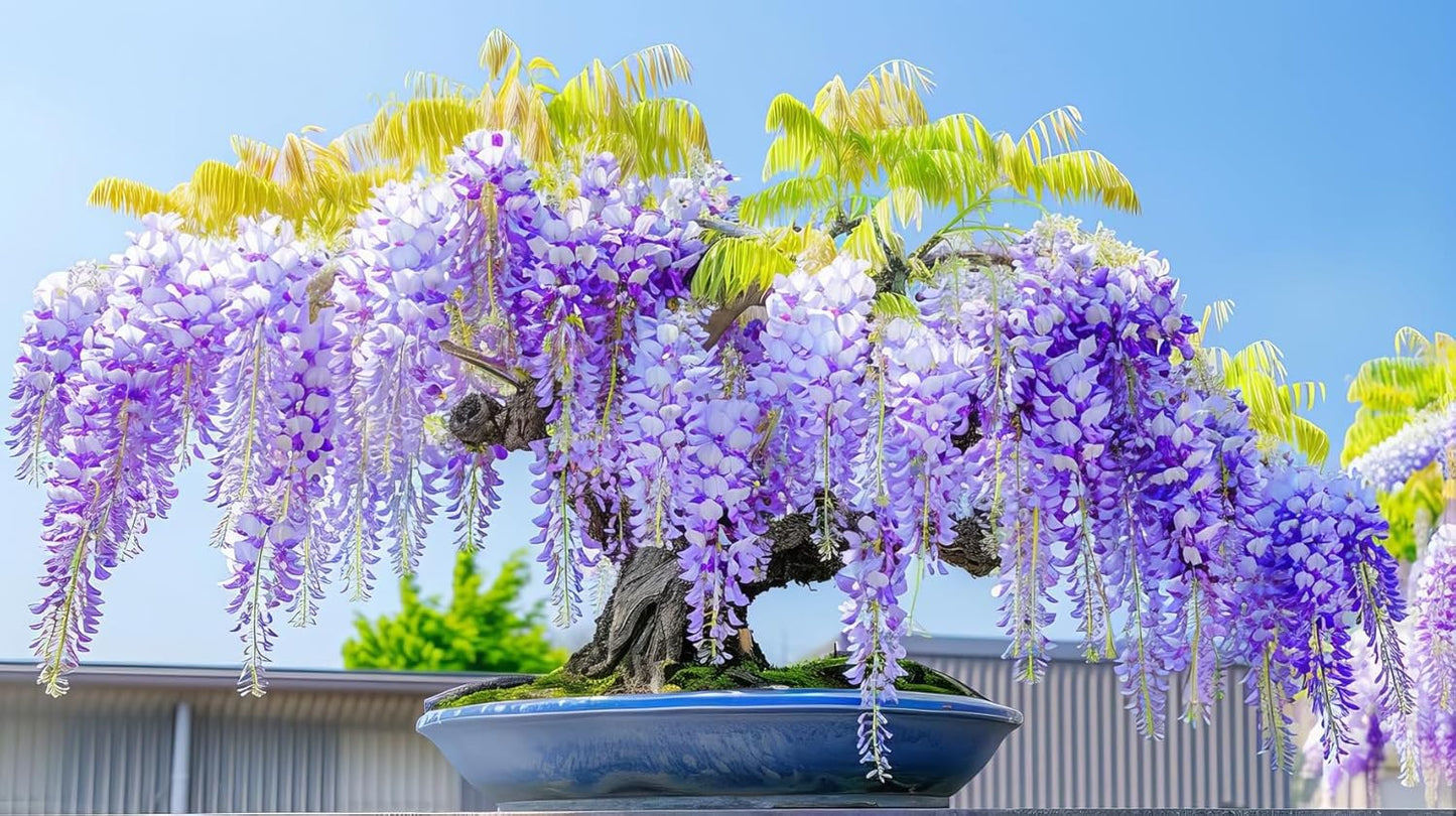 Weeping Wisteria Bonsai Tree Seedling for Planting - 1 Year Old Well Rooted Seedling