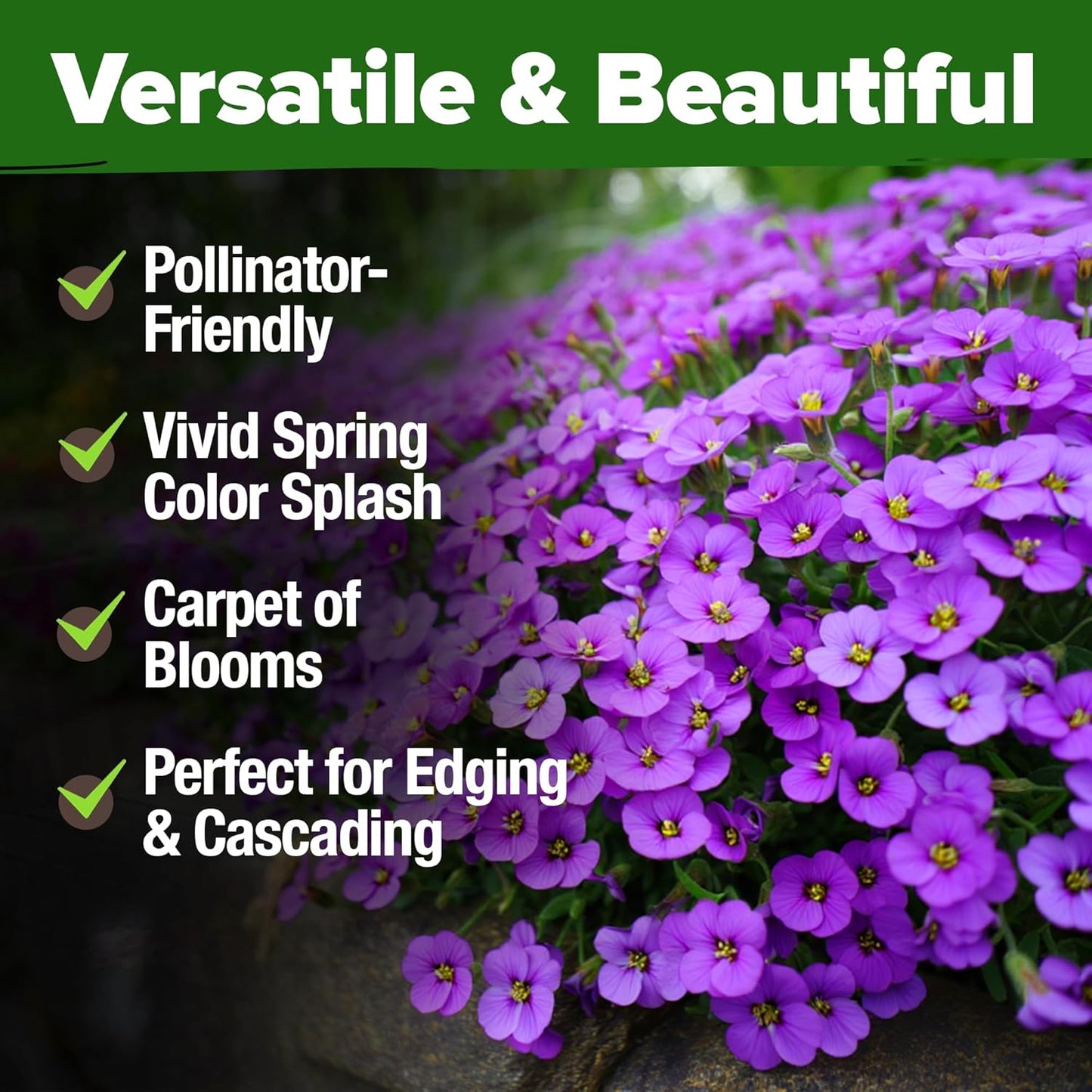 HOME GROWN π¨π¦π π£π₯ππ ππ¨π Aubrieta Rock Cress Purple, Flowering Ground Cover Seed Pack, Perennial Cress Seeds for Planting Outdoor Lawn Gardens 300 π‘π’π‘-ππ π’ Aubrieta deltoidea Flower Seeds