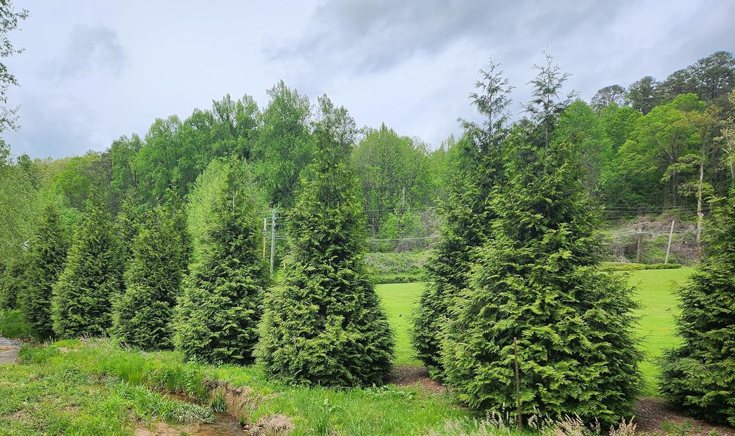 Thuja Green Giant Arborvitae Lot of 10, 3 Inch Pot