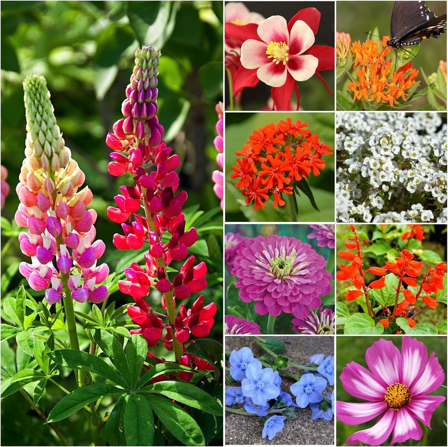 Seed Needs Wildflower Seeds Hummingbird and Butterfly Seed Mix | 5 Packs (1 Ounce Each) No Filler 23 Varieties Garden Seeds Annual & Perennial Species | Pollinator Attracting Flower Seed | Bulk