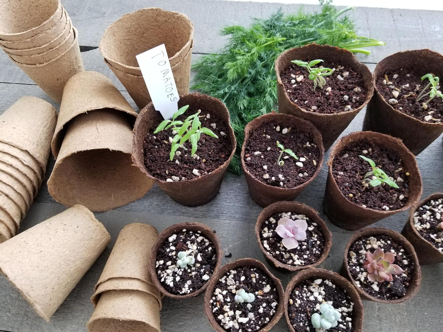 Daniel's Plants 3" Naked Pots | Natural Plantable Seed Starter Pots | OMRI-Listed Biodegradable for Seedlings | Enhanced Drainage & Aeration | Earth Friendly - Peat Free | 16 Pack 3 Inch Round