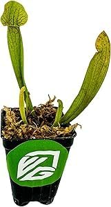 Live Carnivorous Pitcher Plant - Sarracenia - Wellspring Gardens Starter Plant (Barba Green)