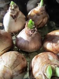 Mixed Daffodils (25 Bulbs) - Assorted Colors Daffodil Narcissus Bulbs by Willard & May