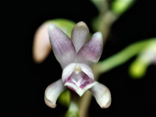 Miniature Orchid: Oeceoclades Monophylla, Beautiful Leave Pattern, Wood Mount