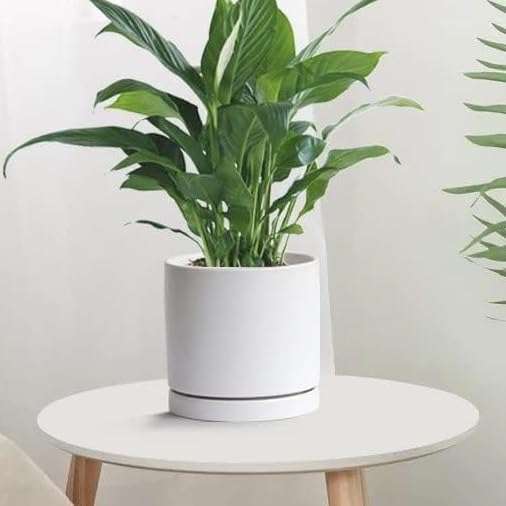 2 Pack Ceramic Plant Saucer Pot Tray 7 Inch, Planter Saucers 4 5 6 7 8 9 10 11 12 13 Inch for Indoors Outdoor, Durable Sturdy Flower Drainage drip Water Tray for Glazed Pots Base (7 Inch-White)