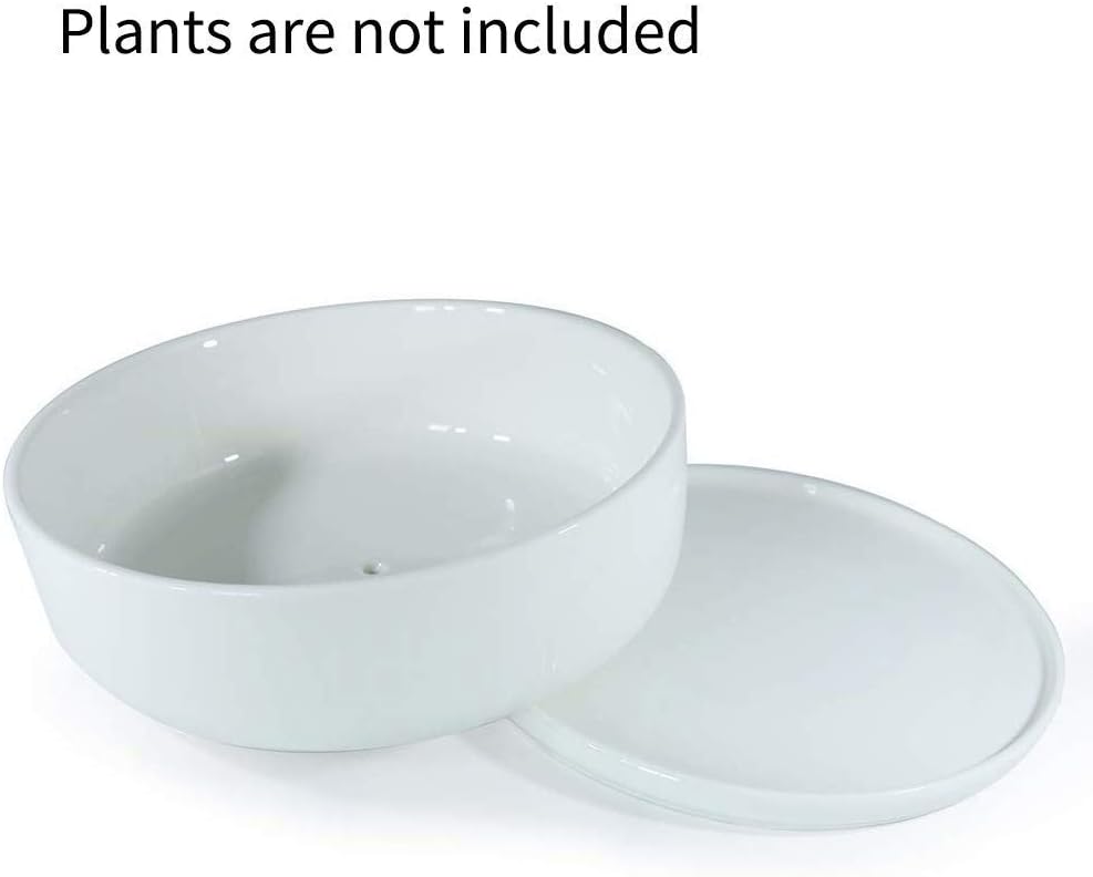 SQOWL 8 inch White Round Ceramic Succulent Planter Pot Modern Flower Cactus herb Big Planter with Removable Saucer Indoor or Outdoor