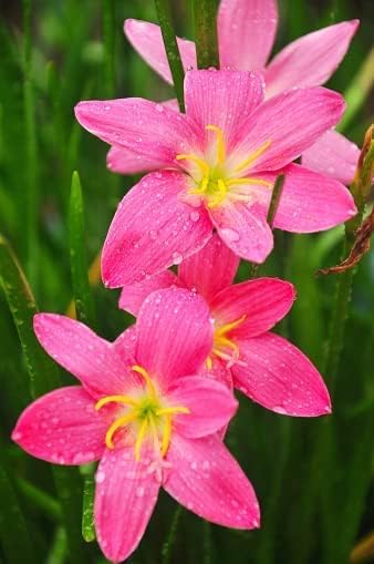 (12) Pink Rain Lily Flower Plants - Zephyranthes Grandiflora Outdoor Flower Bulbs | Beautiful Rain Lily