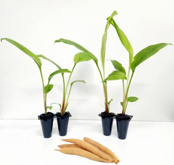 Boesenbergia Chinese Keys (4 Pack) Finger Root/Krachai Ginger Edible Plant Live for Planting| Easy to Grow Plants | Grow Your own Food on Your Edible Organic Garden| Live Ginger for Sale |