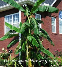 Greenwood Nursery: Live Perennial Plants - Musa Basjoo Cold Hardy Banana - [Qty: 2X Pint Pots] - (Click for Other Available Plants/Quantities)