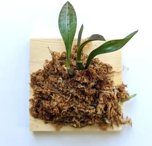 Miniature Orchid: Oeceoclades Monophylla, Beautiful Leave Pattern, Wood Mount