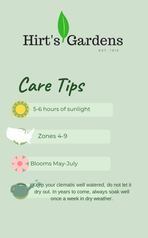 Yellow Trumpet Vine Plant - Campsis radicans - Flava - 2.5" Pot