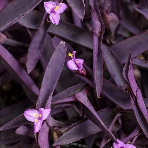 Purple Queen Tradescantia Setcresea I 10 Live Plants I Spiderwort | Lush Magenta Foliage for Striking Garden Contrast, Ideal for Ground Cover, Borders, & Containers