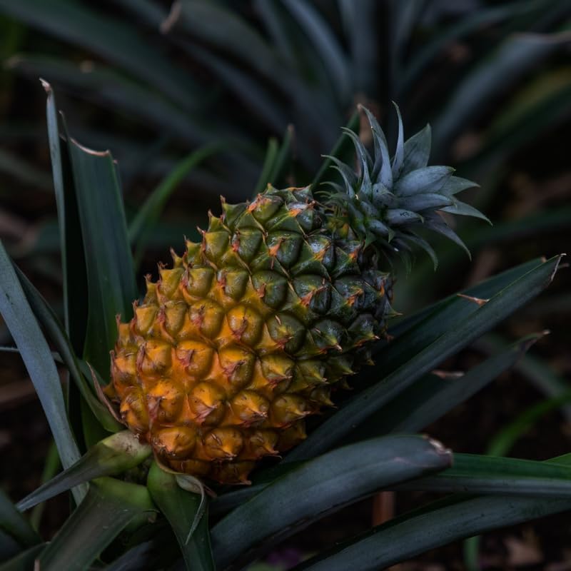 Gold Pineapple Plant Live for Planting 5 to 8 Inch Tall, Sweet Pineapple Fruit Tree Live Plant, Pineapple Seedling